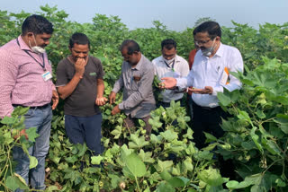 कपाशीची पाहणी करताना अधिकारी