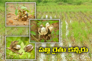 Losses to cotton farmers with heavy rains in mahabubnagar