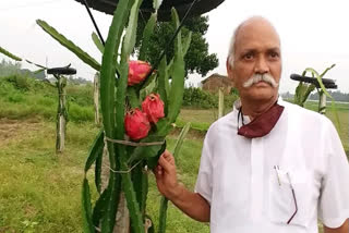 Dragon Fruit