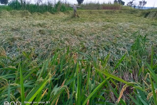 SANGLI RICE CROP