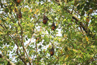 Bats have been living in a Joree tree of Moran since many years