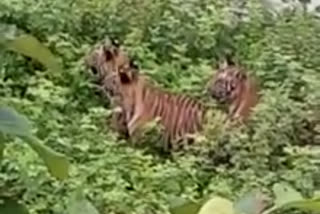 Four tigers Found near Bhadra backwaters