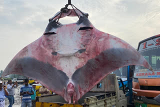 Two Big stingray fish, Two Big stingray fish Captured, Two Big stingray fish Captured in Malpe sea, stingray fish, stingray fish news, ಬಲೆಗೆ ಬಿದ್ದ ಎರಡು ತೊರಕೆ ಮೀನುಗಳು, ಮಲ್ಪೆಯಲ್ಲಿ ಬಲೆಗೆ ಬಿದ್ದ ಎರಡು ತೊರಕೆ ಮೀನುಗಳು, ತೊರಕೆ ಮೀನುಗಳು, ತೊರಕೆ ಮೀನುಗಳು ಸುದ್ದಿ,