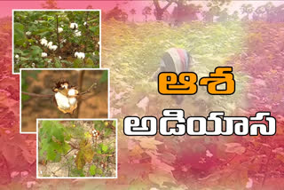 తెల్లబంగారం రైతుల ఆశలు అడియాసలు