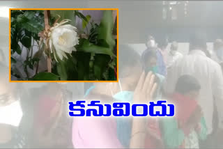 brahma kamalam flower in nizamabad