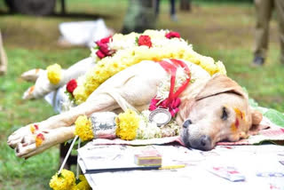 More than 200 explosive detected dog  Lucky died