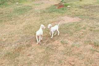 Mudhol dogs