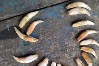 tiger-teeth-recovered-from-assam-four-nabbed