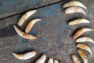 Tiger teeth recovered from Assam, four nabbed