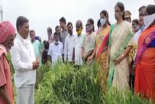 minister sabitha indra reddy visit crops in rangareddy district