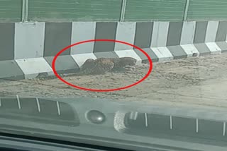 Leopard spotted on the road