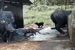 leopard cub news