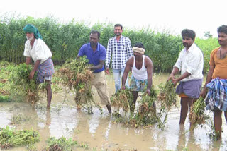 Heavy rains destroyed soybean, peanuts, maize and cotton crops In Haveri District