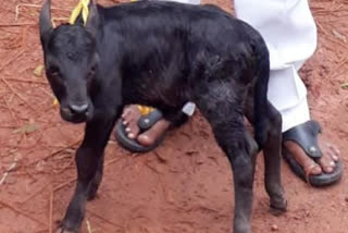 a-15-inch-cow-calf-is-born-in-gummileru-at-east-godavari