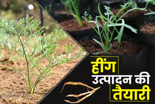 scientists prepared asafetida plant