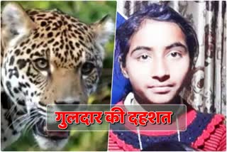 Nainital Leopard Terror