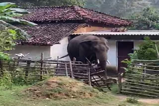 Chanda elephant team reached Dallirajhra balod