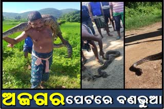 ଅଜଗରକୁ ଉଦ୍ଧାର ସମୟରେ ପେଟରୁ ବାହାରିଲା ବଣଭୁଆ