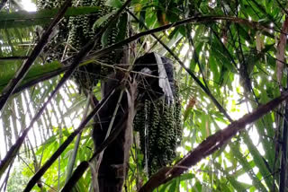 idukki  toody  sale of toddy  illegal sale  illegal sale of toddy  case registered  ഇടുക്കി  കള്ള് വിൽപന  അനധികൃത കള്ള് വിൽപന  കേസ് രജിസ്‌റ്റർ ചെയ്‌തു  അടിമാലി  നാർകോട്ടിക് എൻഫോഴ്സ്മെൻ്റ് സ്ക്വാഡ്  എക്സൈസ്