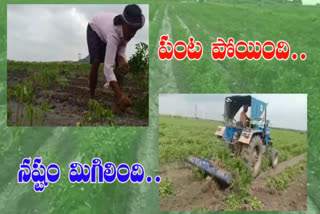 crop loss due to heavy rains in ananthapuram district