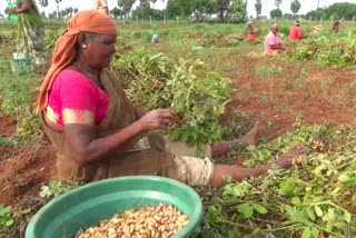 Impact of groundnut yield