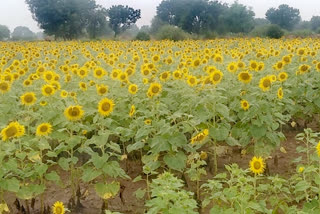 Heavy rains destroyed crops In Kushtagi taluk