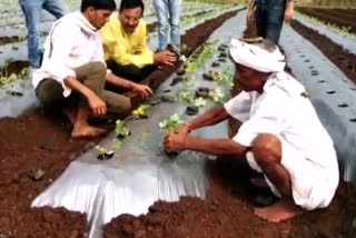 स्ट्रॉबेरी लागवडीस सुरुवात