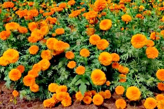 Ready to harvest the  marigold flower in Koppal