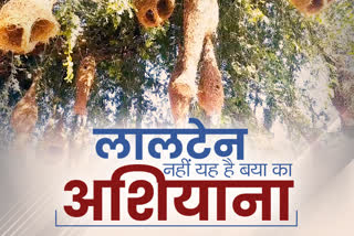 Jhunjhunu latest news, Jhunjhunu Hindi News