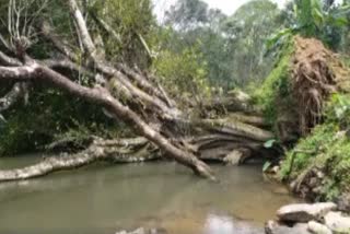 അധികൃതരുടെ അനാസ്ഥ  വൻമരം മുറിച്ച്‌ നീക്കാൻ നടപടിയായില്ല  Negligence of authorities