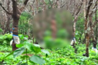 man-committed-suicide-by-hanging-rubber-plantation-kadaba