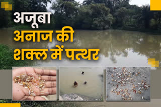 fossils-of-food-grains-are-found-in-the-pond-in-sahibganj