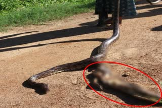 Wild cat came out of the womb during the rescue of 12ft python in nayagarh in Odisha