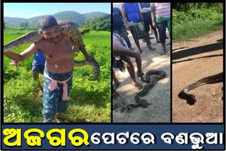 wild-cat-came-out-of-the-womb-during-the-rescue-12-foot-python-in-nayagarh