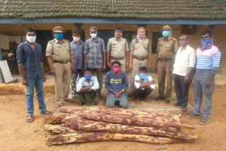 Red sandalwood logs seized