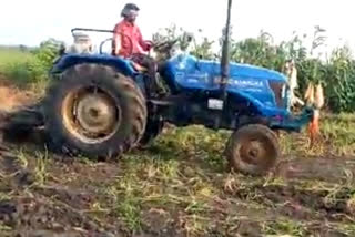 onion crop destroyed due to heavy rain