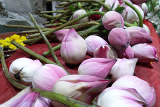 price of Lotus flower is high