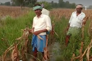 crop-washed-out-from-heavy-rain-in-part-of-haveri