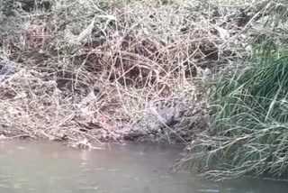 Crocodile found in Bedaki village of chikkodi