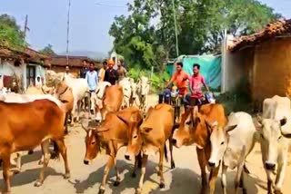 Cattle smuggling in jashpur odisha border