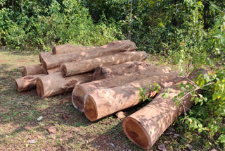 forest department seized illegal wood in simdega