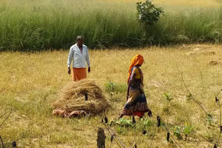 Paddy crop harvested in Shahdol