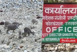 large-number-of-bharal-are-seen-in-gangotri-national-park