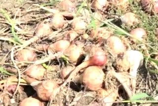 onion-crop