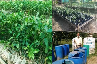 thousands-of-plants-brought-from-siliguri-for-dehraduns-tea-estate