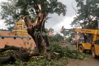 Kolar road widening work effects on Trees