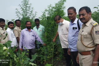 Detection of marijuana in Siriguppa taluk