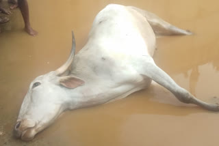 Ox drowned in the water when crossing the railway bridge