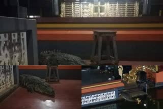 lake temple  kasarcode lake temple crocodile babiya.  crocodile babiya  കൗതുകമുണർത്തി ബബിയ  കാസർകോട്:  കുമ്പള അനന്തപുരം