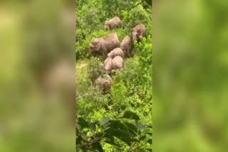 wild elephants in seraikela